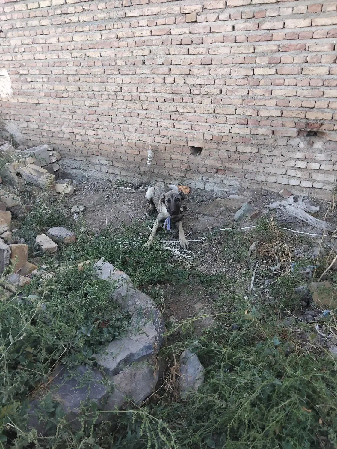 سگ سرابی|سگ|فندقلو, |دیوار