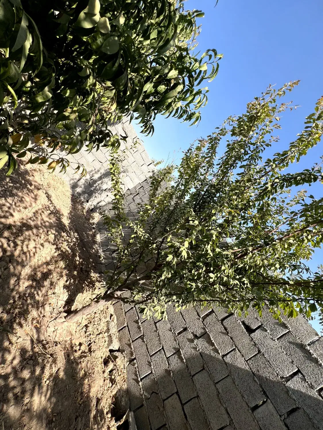 باغ سرسبز و بِکر/۳۱۹ متر،محصور شده|فروش زمین و ملک کلنگی|اسلام‌شهر, شهرک محمدیه|دیوار