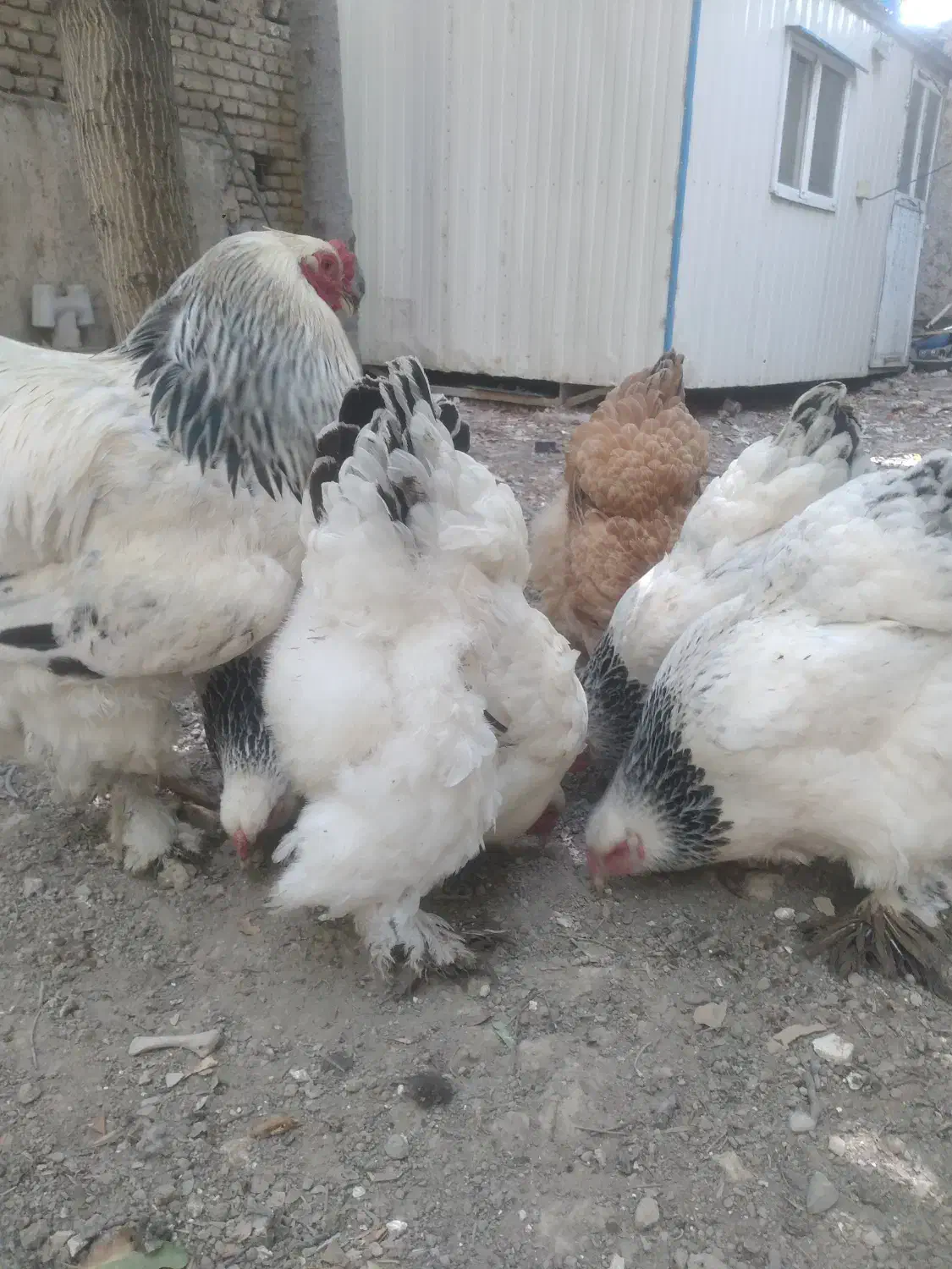 تخم مرغ نطفه دار نژاد برهما|حیوانات مزرعه|هشتگرد, تهران دشت|دیوار