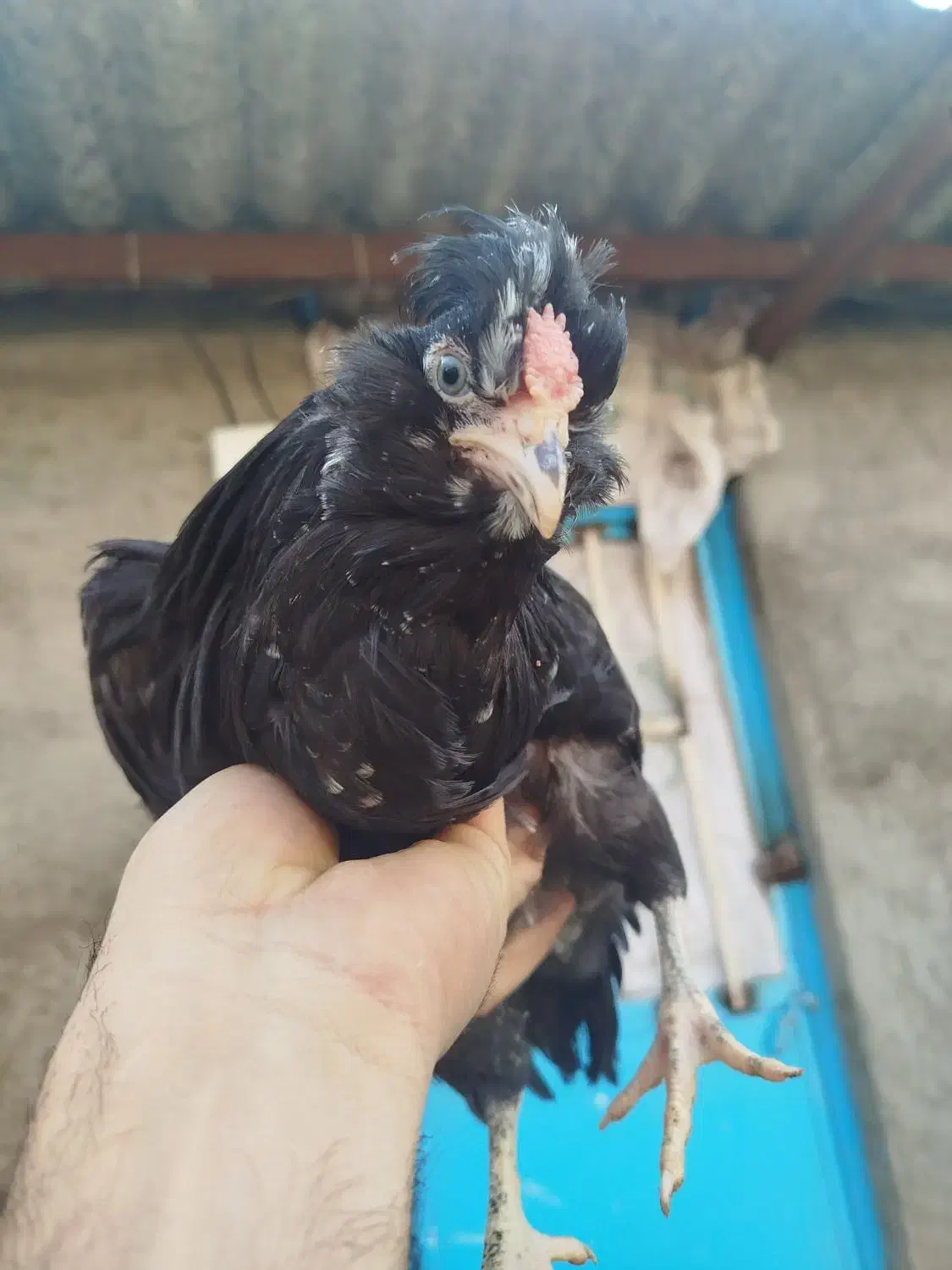 خروس گلین سیاه بدون غلط|حیوانات مزرعه|قلعه نو, |دیوار