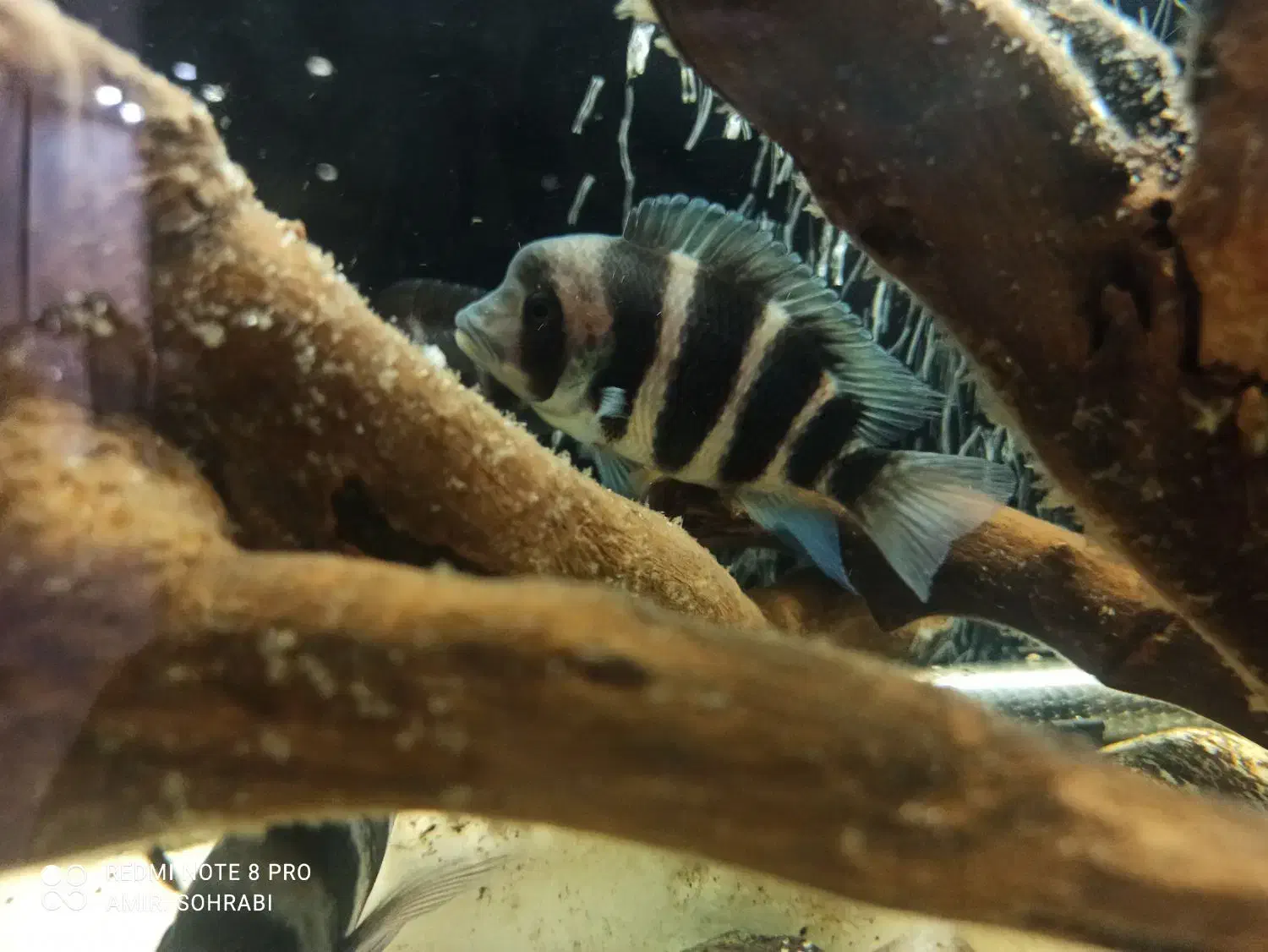 ماهی آکواریومی فرانتوزا|ماهی|تهران, قصر فیروزه ۲|دیوار