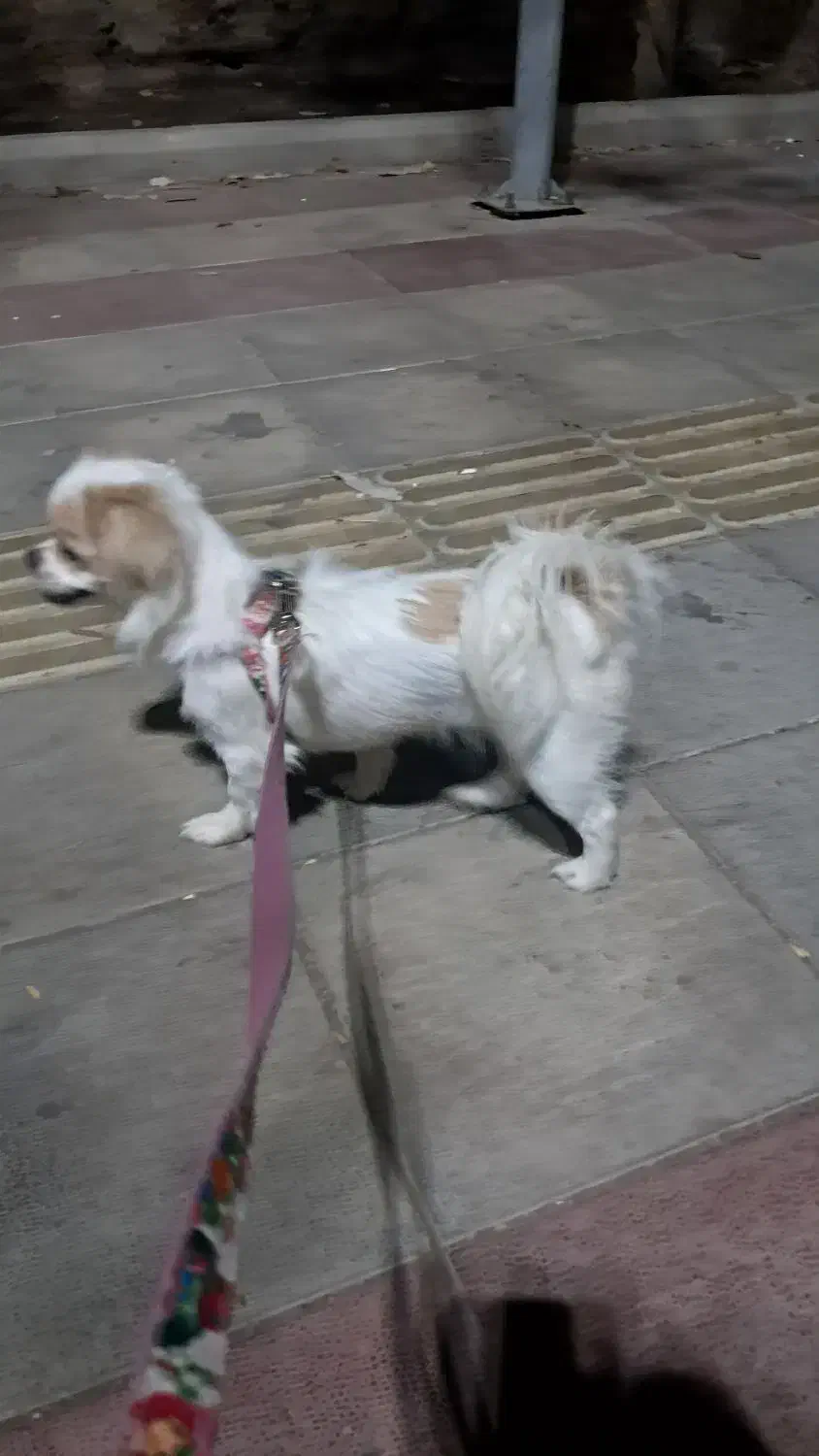 پیکینیز|سگ|وحیدیه, |دیوار