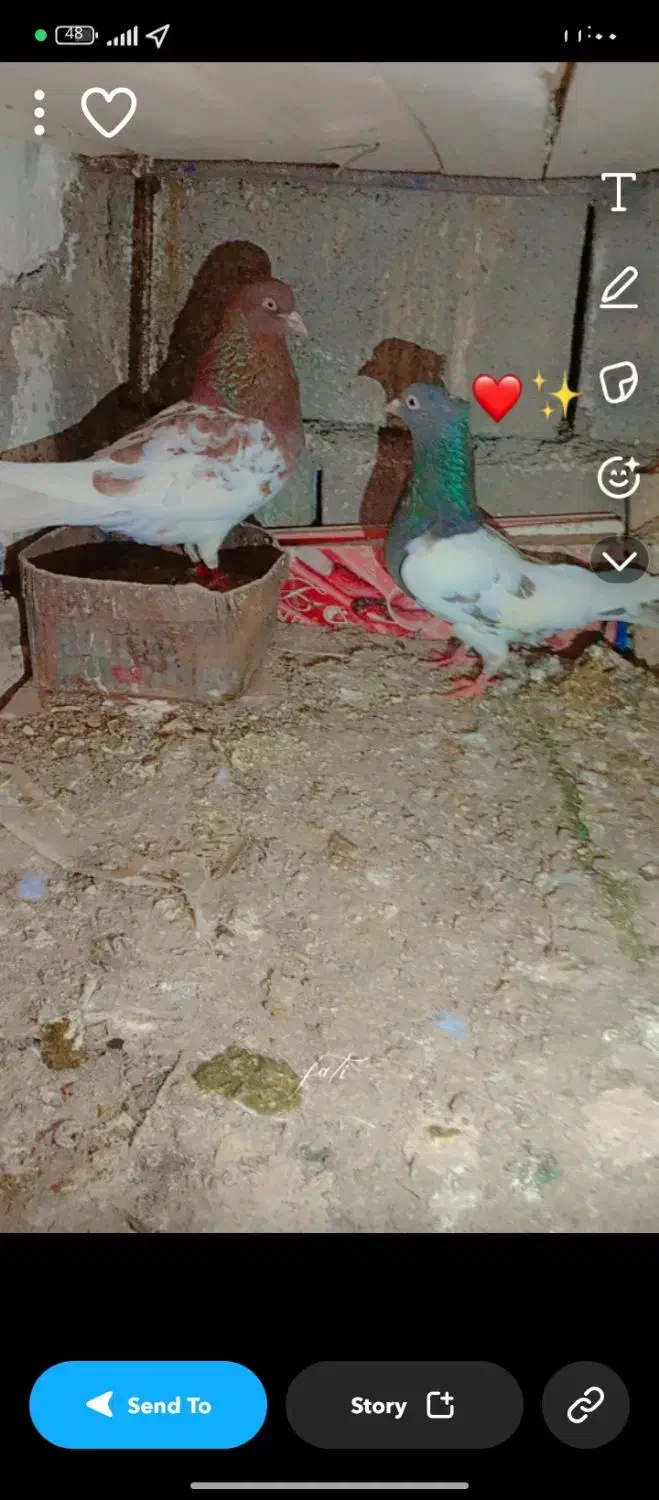 کبوتر|پرنده|جلگه ماژان, |دیوار