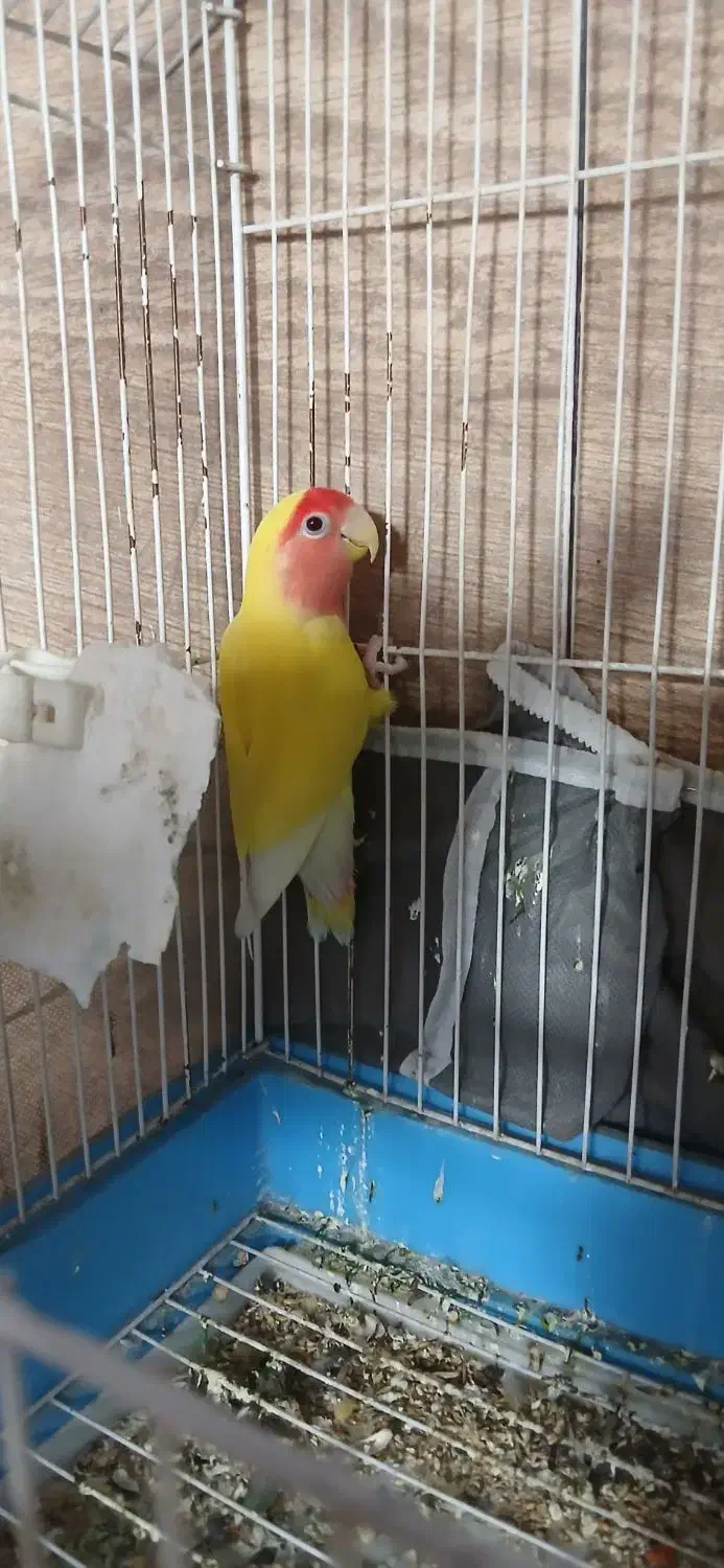 طوطی برزیلی نر|پرنده|ارومیه, |دیوار