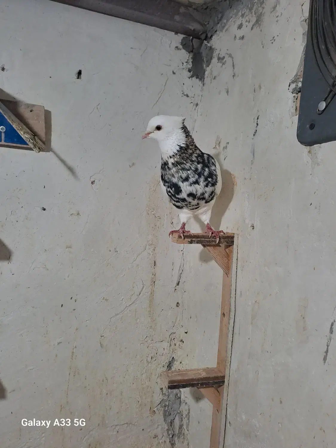 طوقی|پرنده|گنبد کاووس, |دیوار