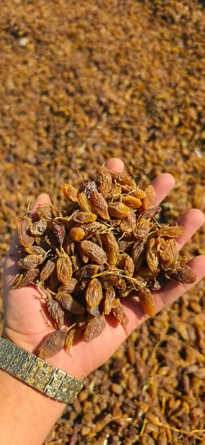مویز|خوردنی و آشامیدنی|کوار, |دیوار