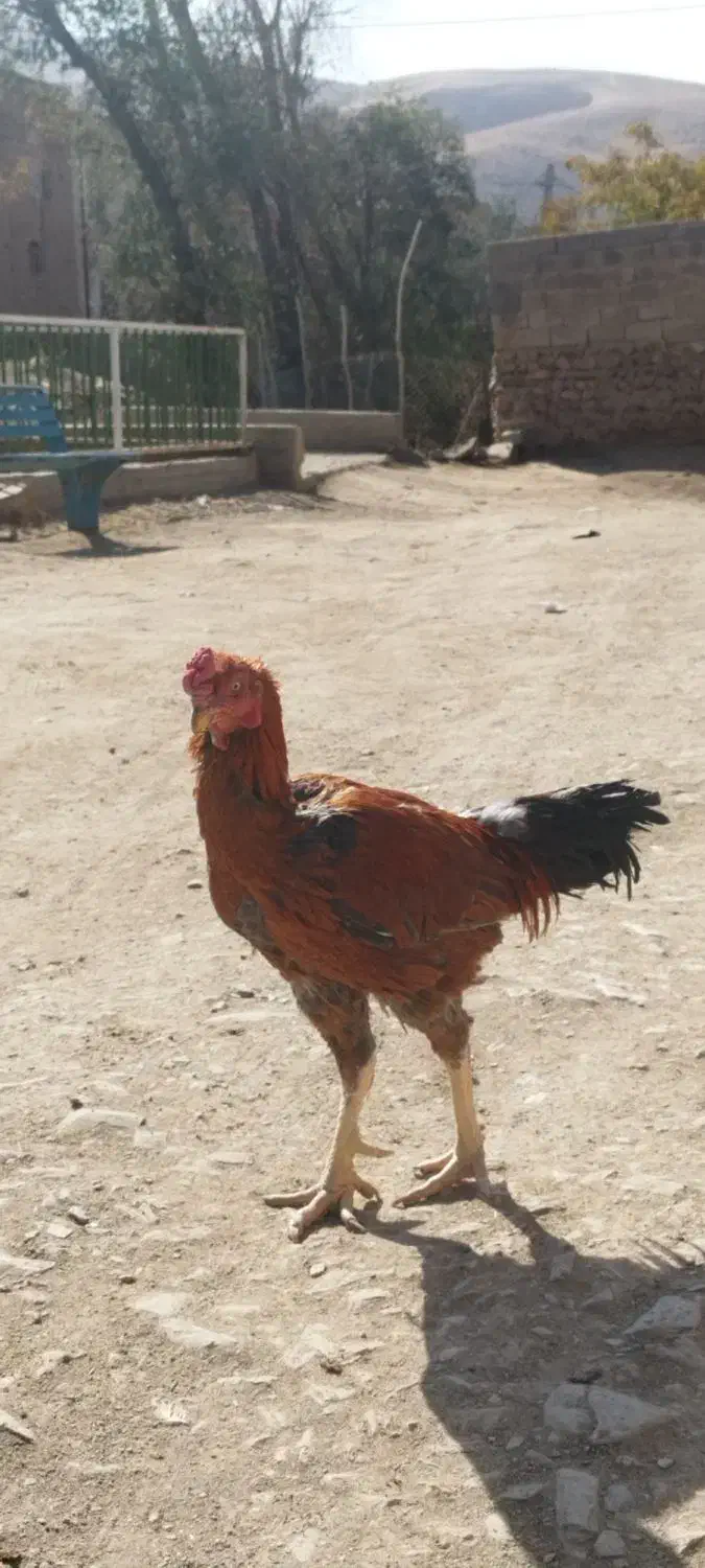 خروس لاری|حیوانات مزرعه|امام, |دیوار