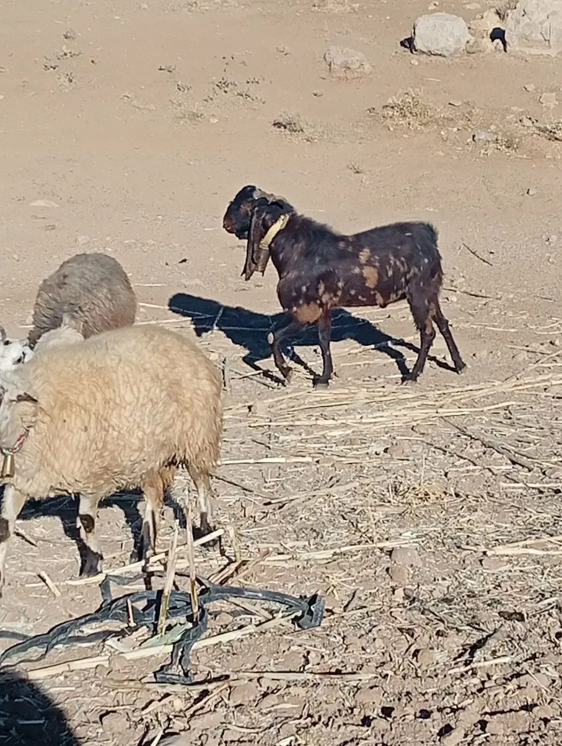 نربز پاکستانی|حیوانات مزرعه|بن, |دیوار