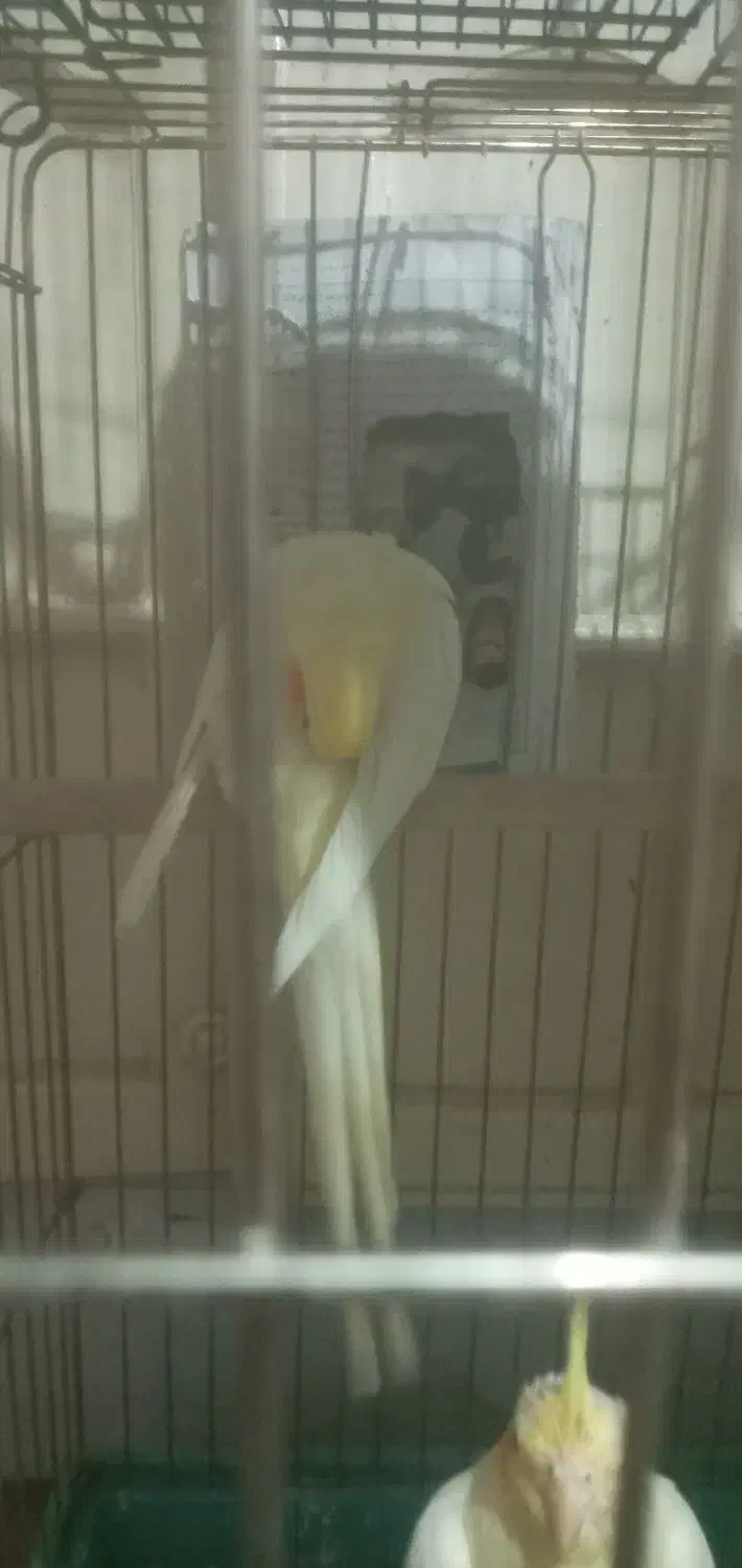 عروس هلندی|پرنده|قزوین, |دیوار