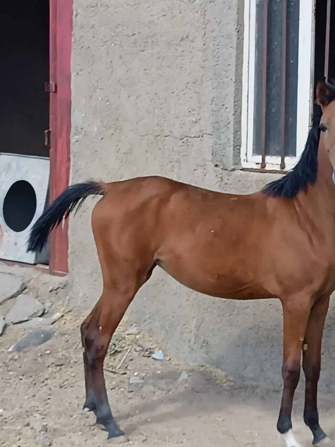 اسب|اسب و تجهیزات اسبسواری|سنندج, |دیوار