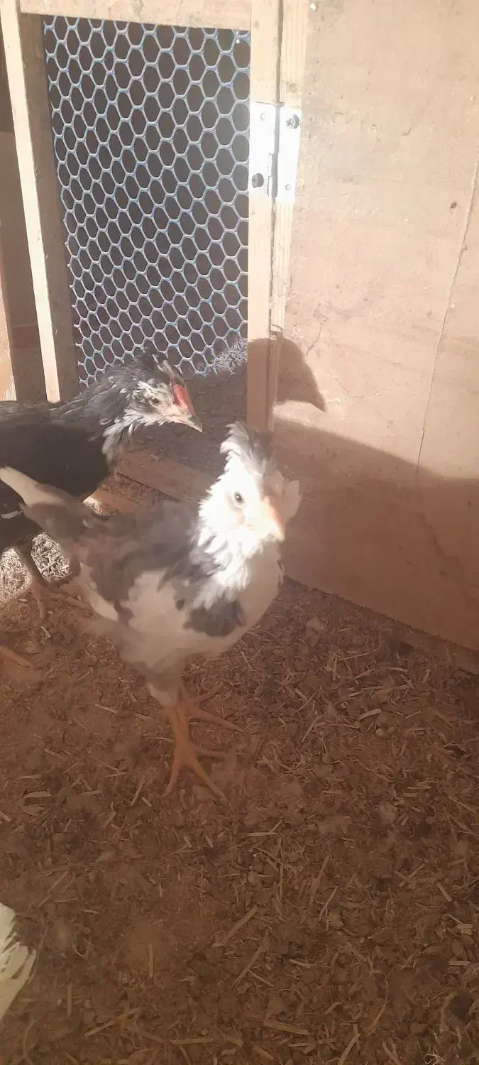 جوجه گلین|حیوانات مزرعه|فشاپویه, |دیوار