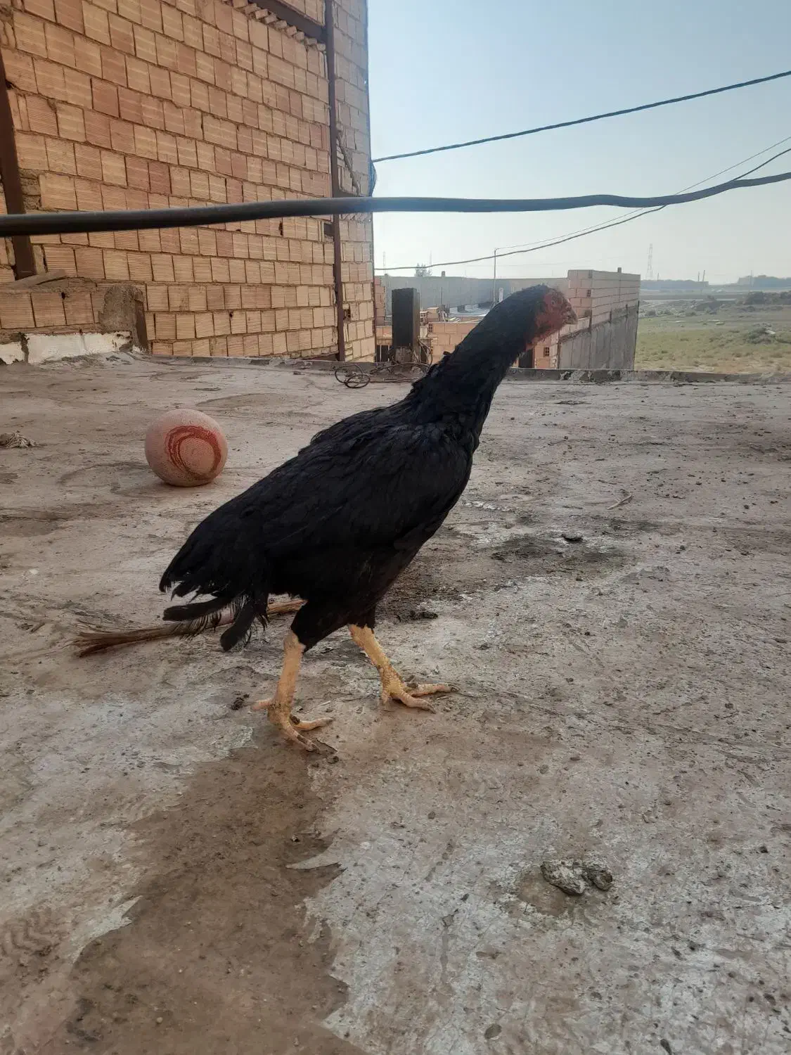مرغ لاری|حیوانات مزرعه|پاکدشت, پاکدشت (مامازند)|دیوار