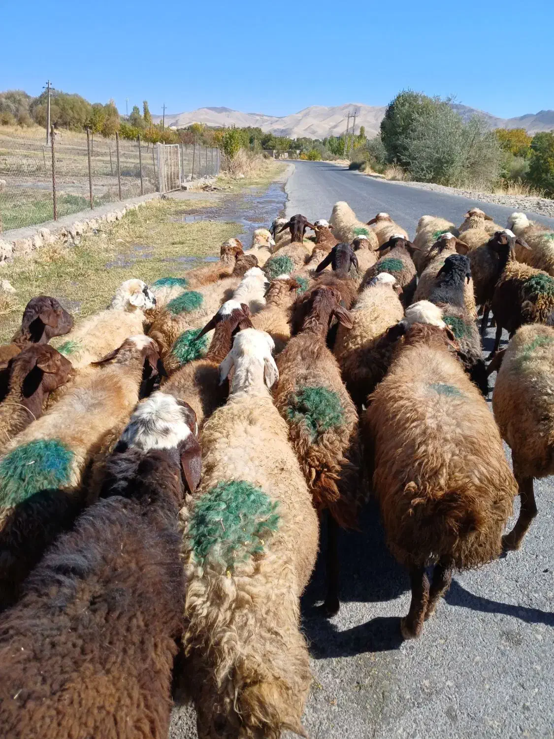 ۳۵تا گوسفند جوان ابستن سنگین|حیوانات مزرعه|سنندج, |دیوار