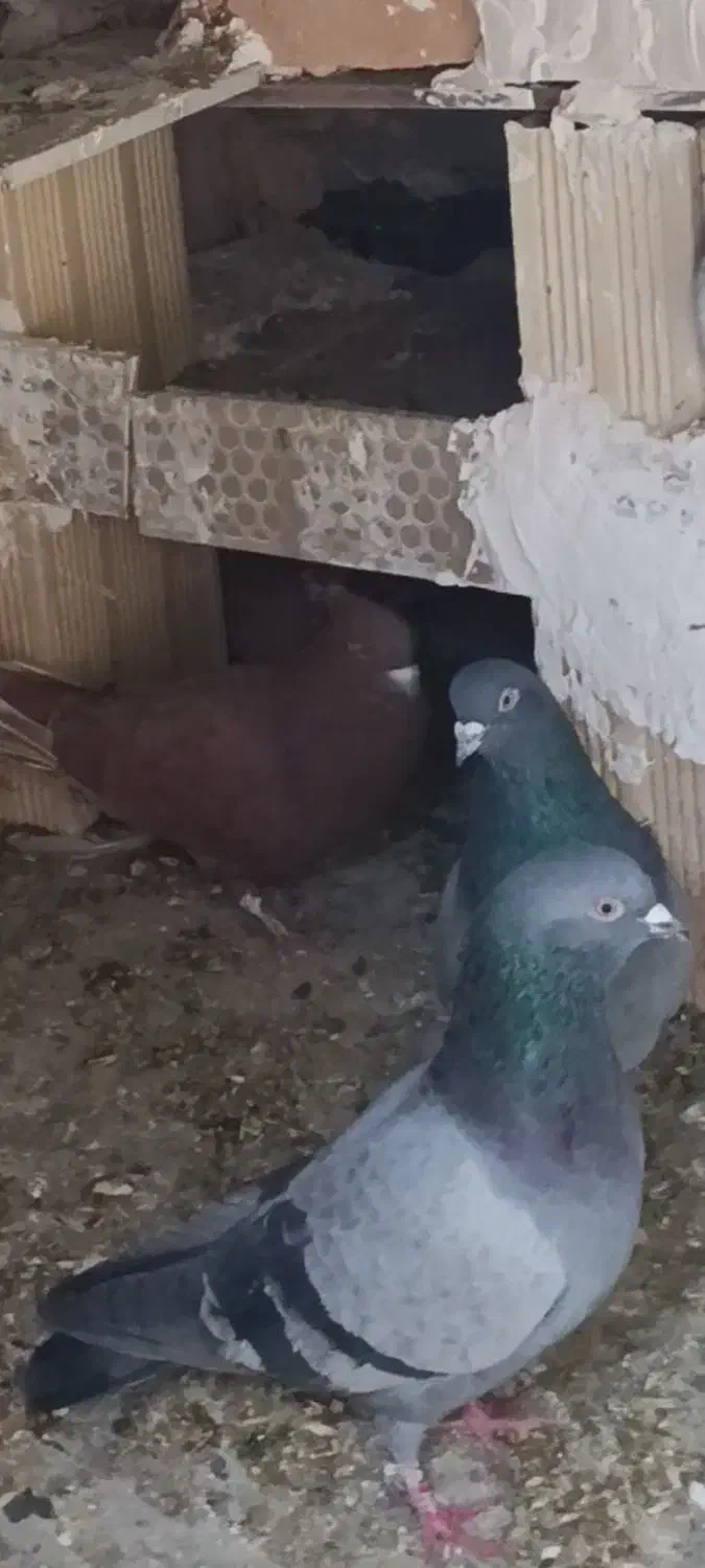 کبوتر|حیوانات|مشگین شهر, |دیوار