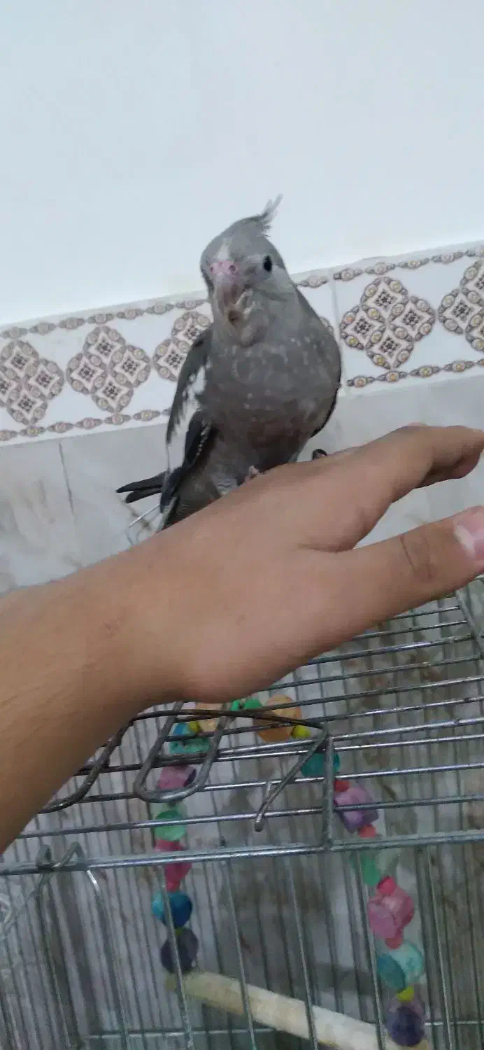 عروس هلندی خاص|پرنده|مشکین‌دشت, |دیوار