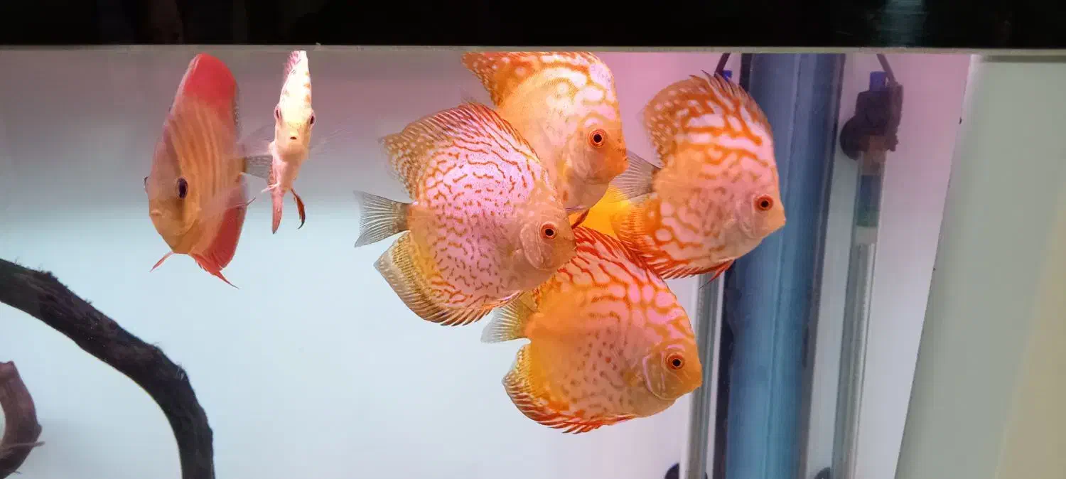 انواع دیسکس در نژادهای مختلف و گریدبالا و های بادی|ماهی|اصفهان, برازنده|دیوار