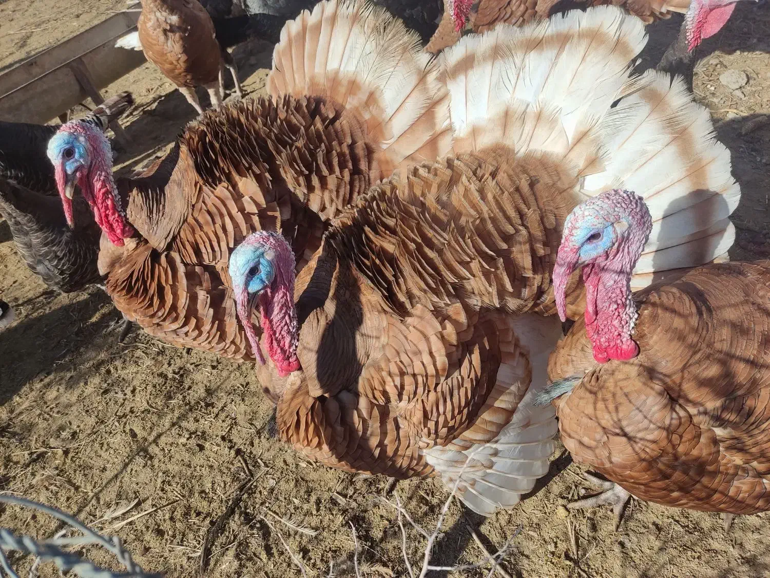 بوقلمون|حیوانات مزرعه|گنبد کاووس, |دیوار