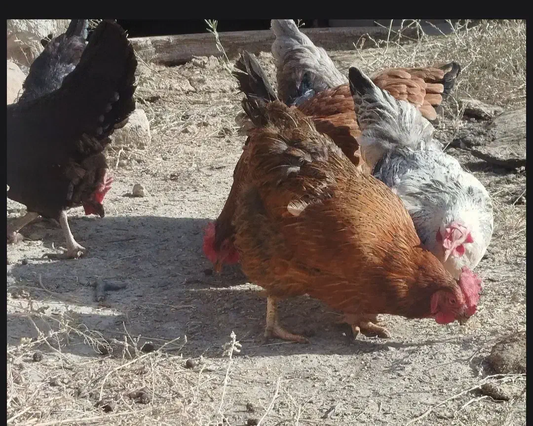 مرغ محلی|حیوانات مزرعه|گلمکان, |دیوار