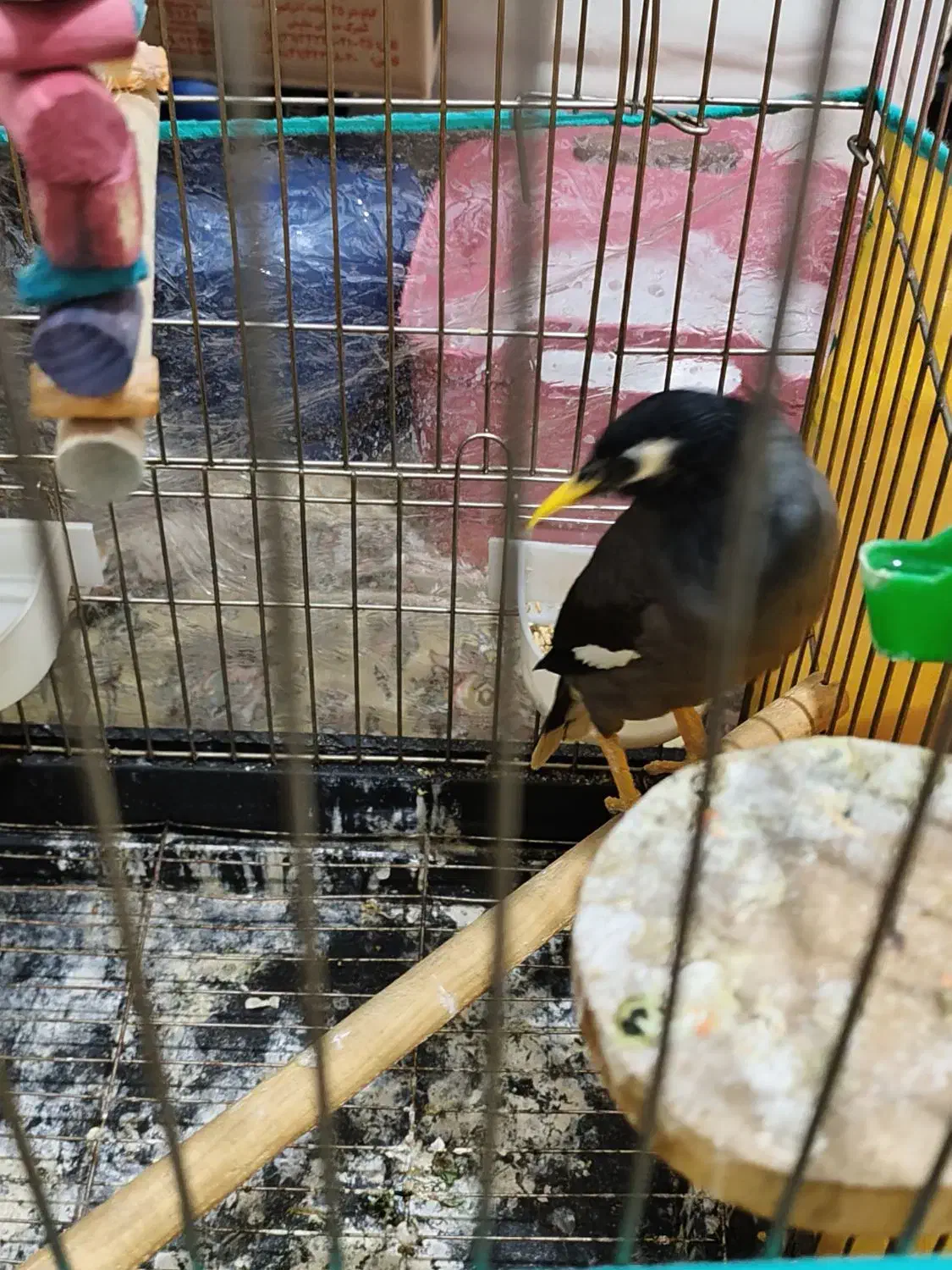 مینای سخنگو و جوجه عروس دستی|پرنده|قم, شهرک مهدیه (مدرس)|دیوار