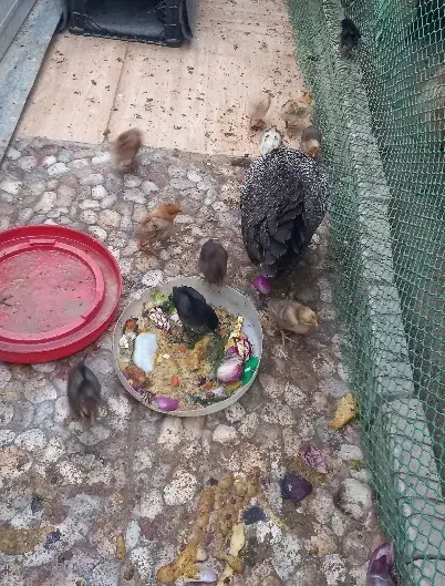 مرغ محلی جوجه دار|حیوانات مزرعه|باوی, |دیوار