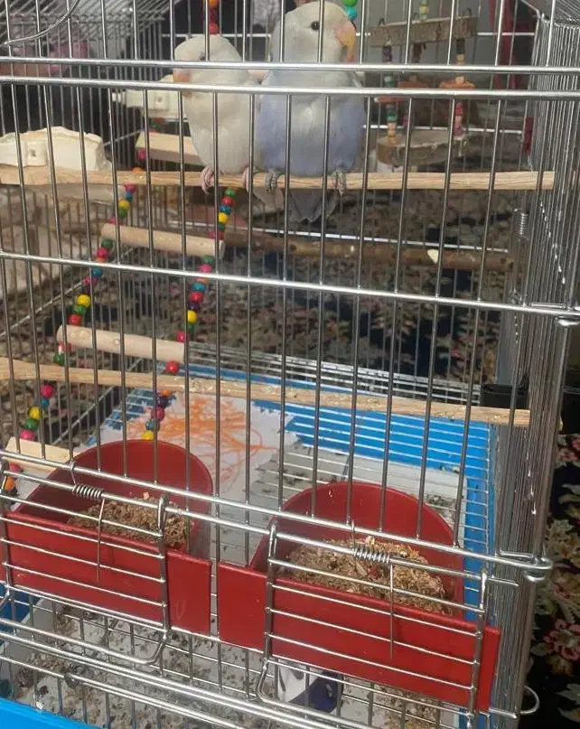 کوتوله برزیلی رام با قفس|پرنده|زرند, |دیوار