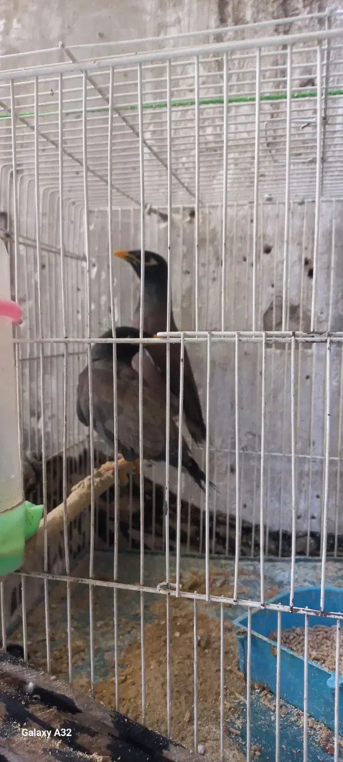 مرغ مینا اسداباد|پرنده|اسدآباد, |دیوار