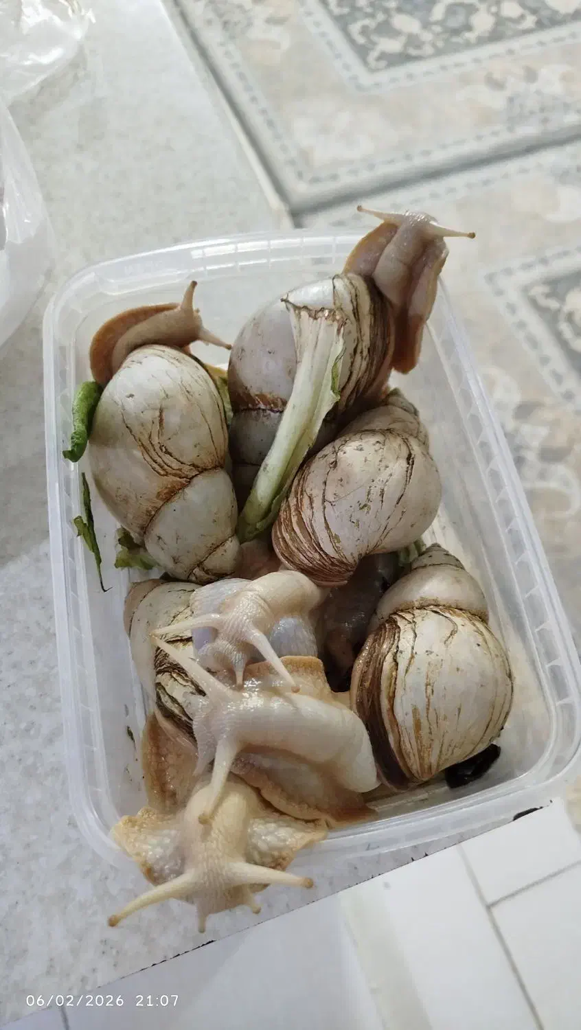 حلزون البینو|خزنده|گلبهار, شهر جدید گلبهار|دیوار