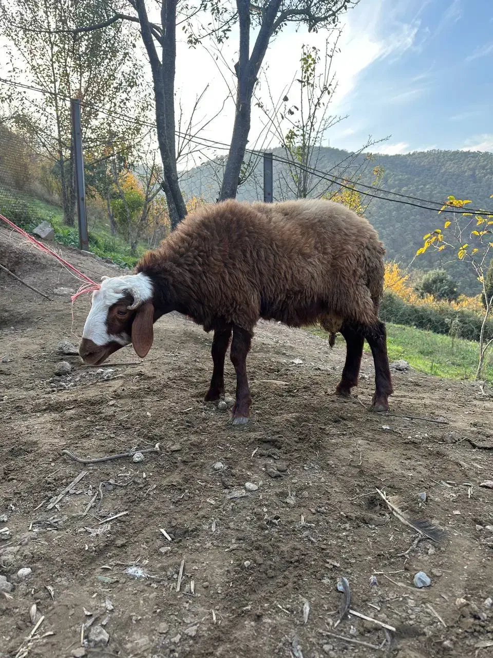 گوشت تازه بره نر|حیوانات مزرعه|بهشهر, |دیوار