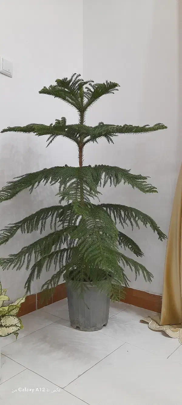 کاج مطبق|گل و گیاه طبیعی|کرج, خرمدشت|دیوار