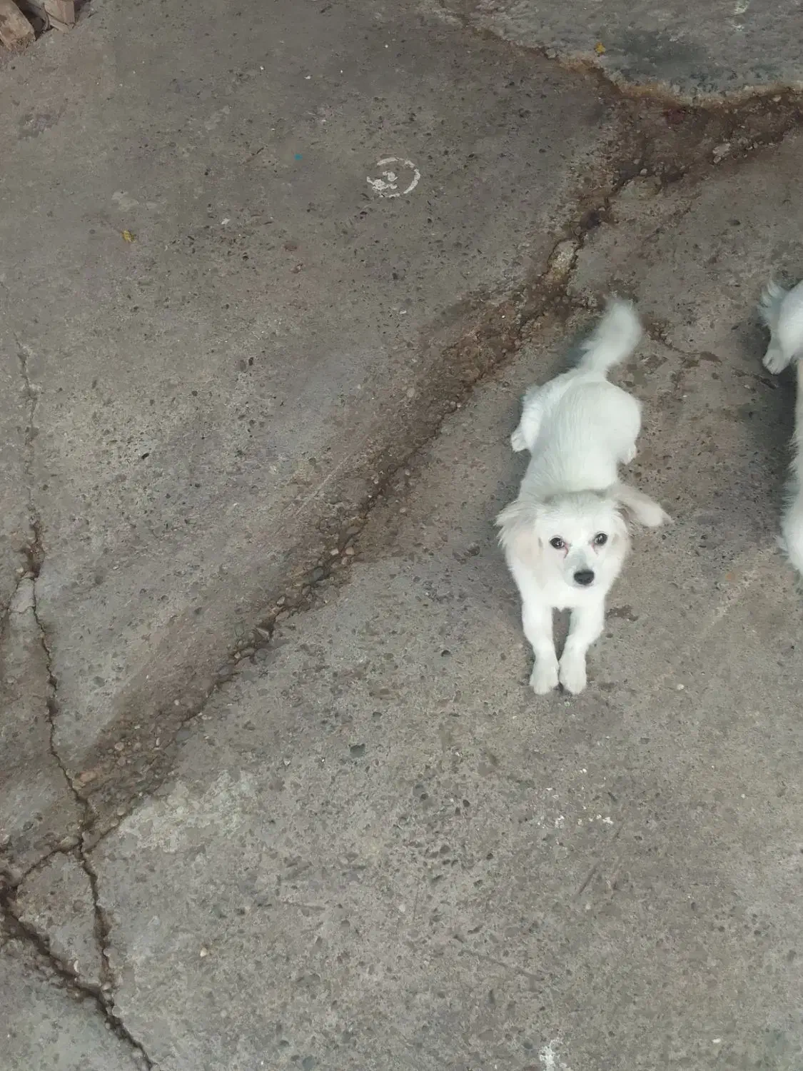 سگ نژاداشپیتس|سگ|رشت, جانبازان|دیوار