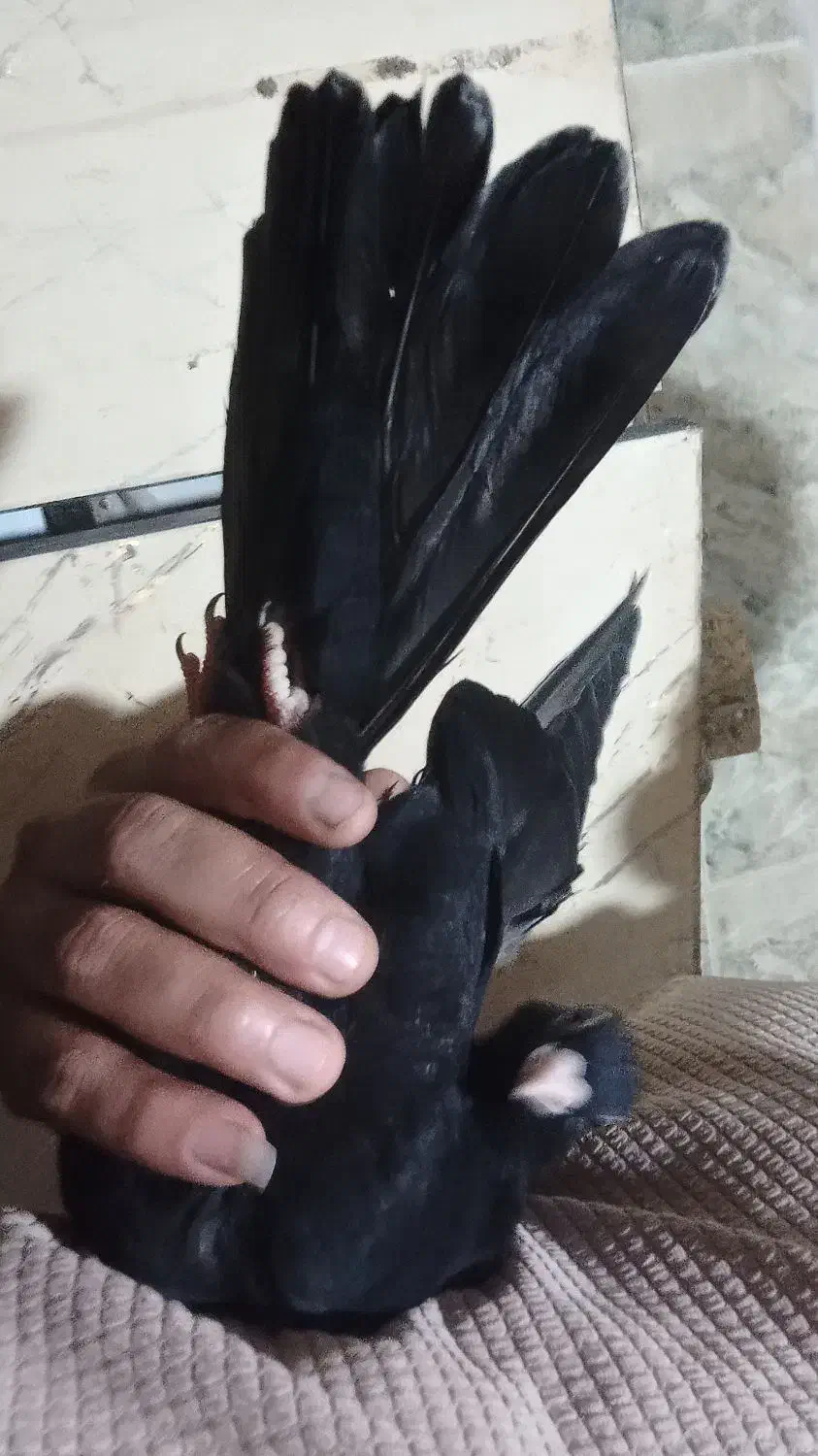 صرب|پرنده|امیدیه, |دیوار