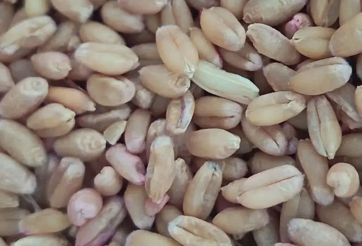 گندم|خوردنی و آشامیدنی|گرمادوز, |دیوار