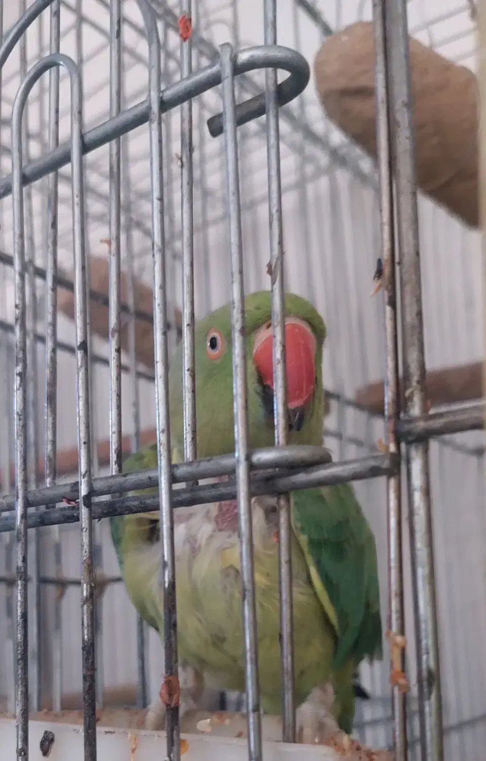 طوطی ملنگو|پرنده|نقده, |دیوار