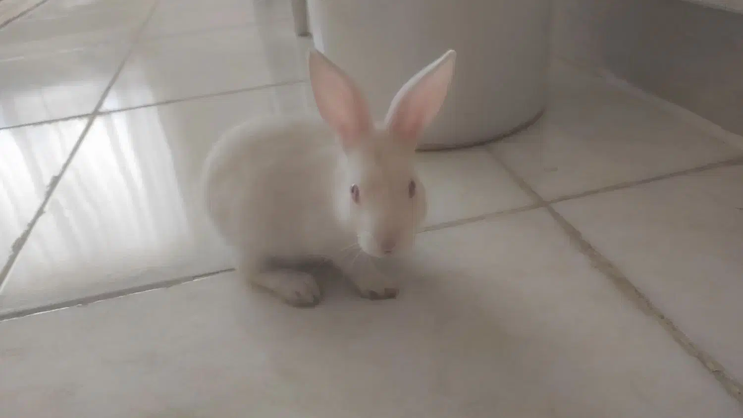 خرگوش سفید|موش و خرگوش|ایلام, |دیوار