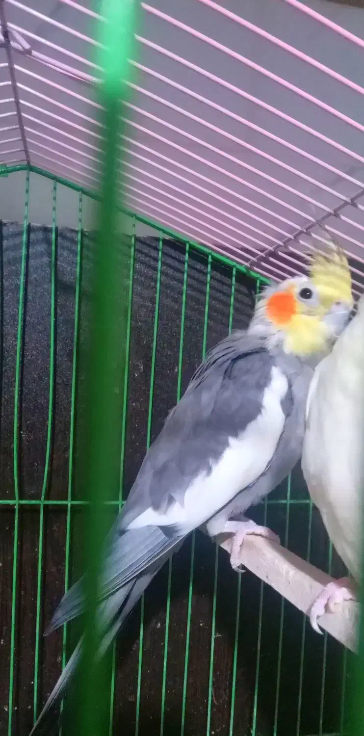 دو عدد عروس هلندی|پرنده|بهشهر, |دیوار