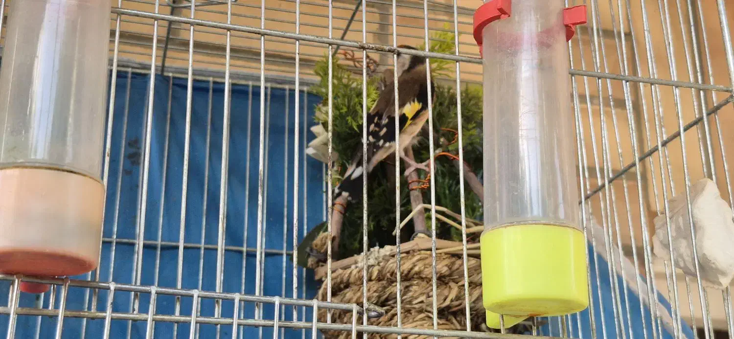 سهره ماده دونسته درجه یک|پرنده|اصفهان, تیران|دیوار