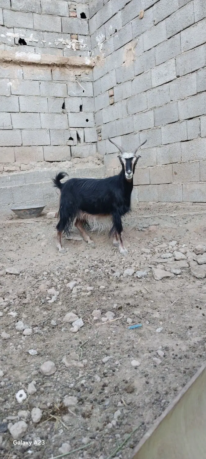 بز ماده|حیوانات مزرعه|چهاردانگه (تهران), |دیوار