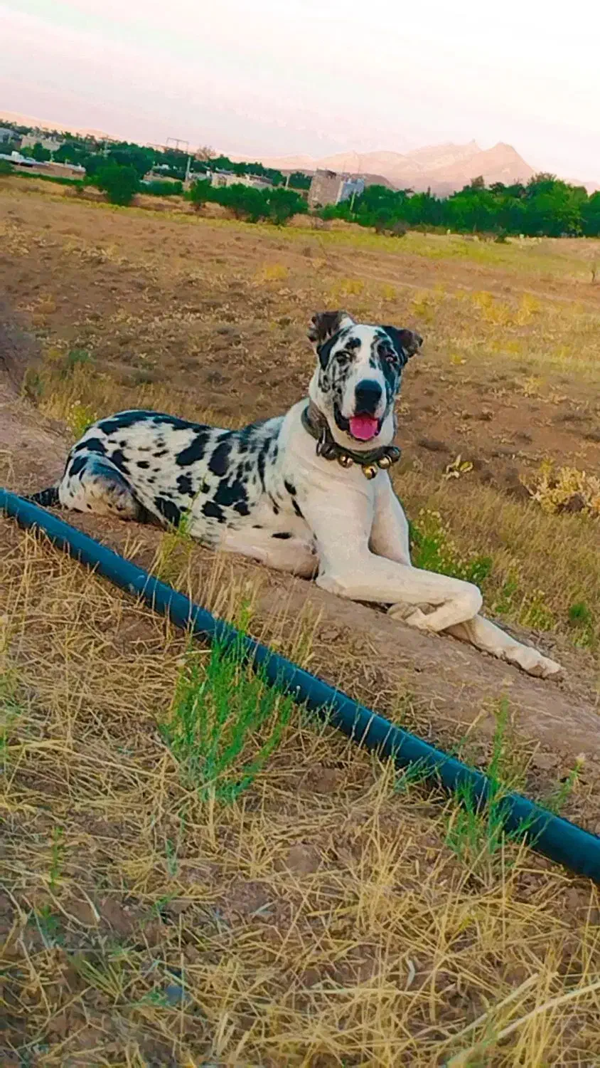 سگ ماده|سگ|باخزر, |دیوار