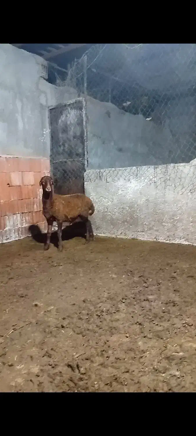 بره قوچ همو|حیوانات مزرعه|نوکنده, |دیوار