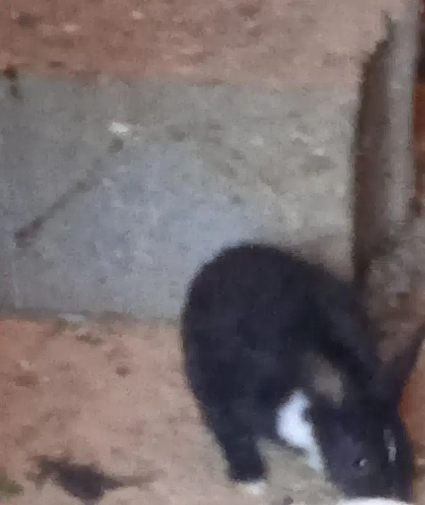 توله خرگوش|موش و خرگوش|لاران, |دیوار