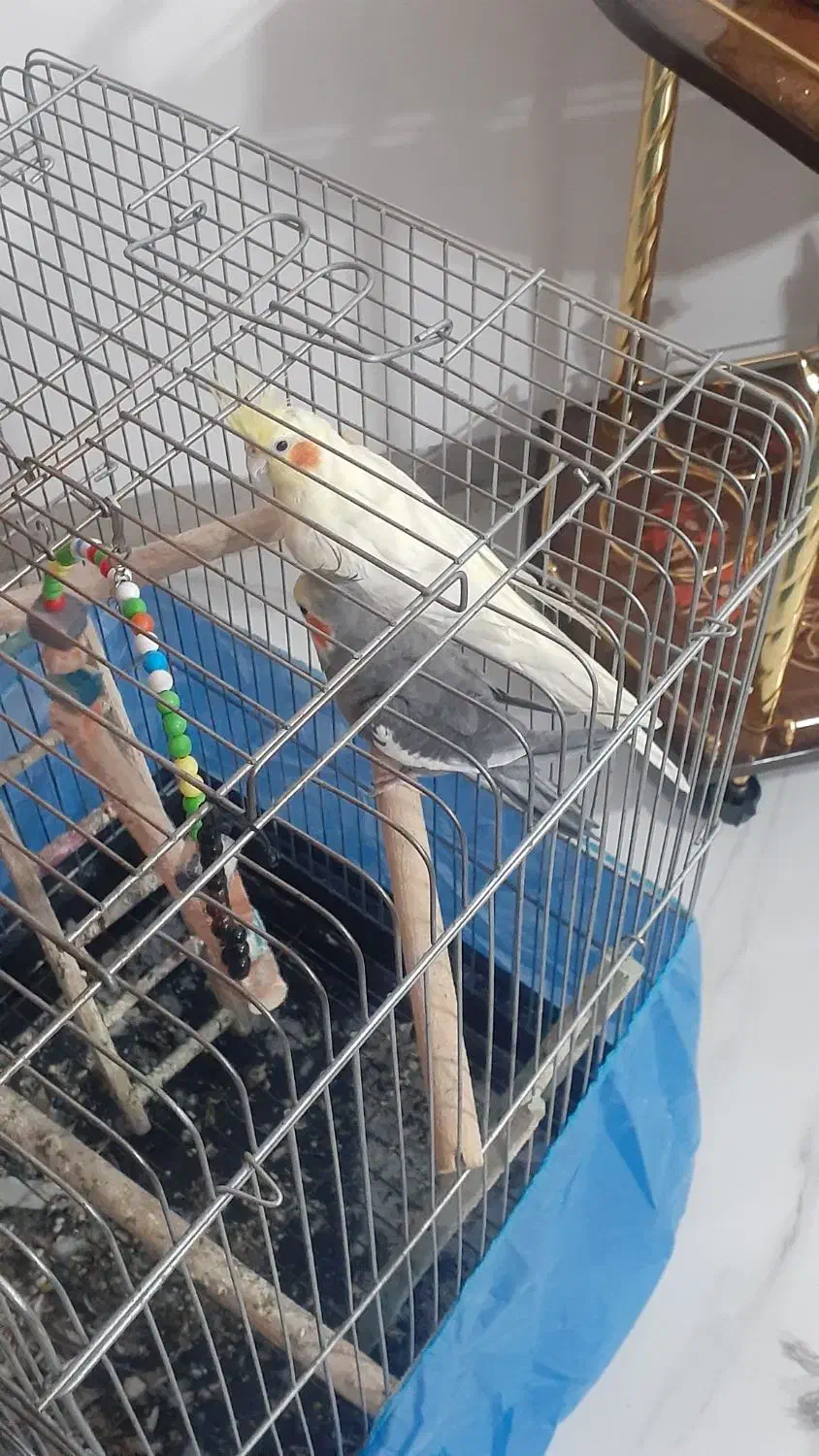 دو عدد عروس هلندی بزرگ|پرنده|ایوان, |دیوار