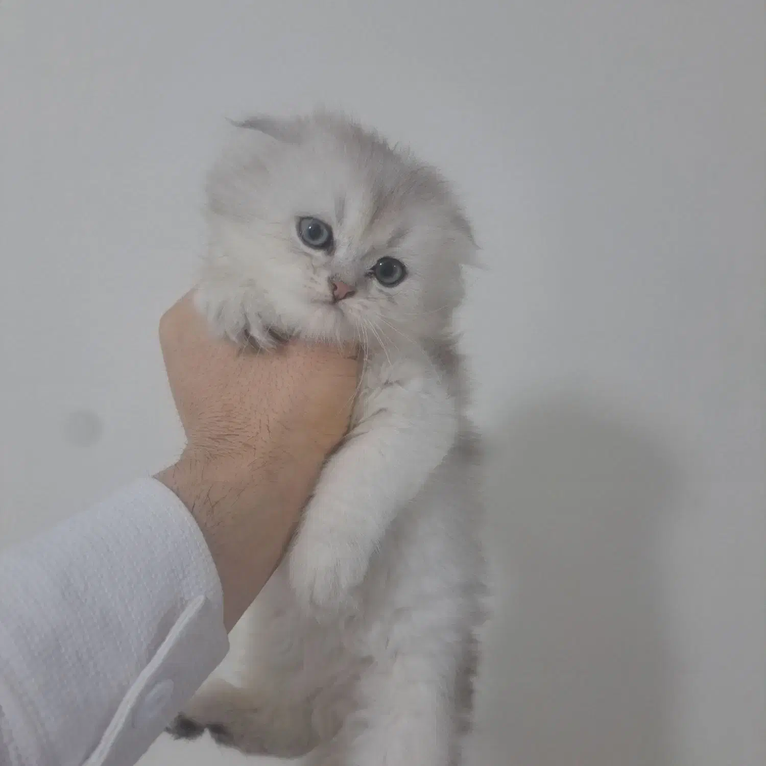 طوله گربه|گربه|آبادان, |دیوار