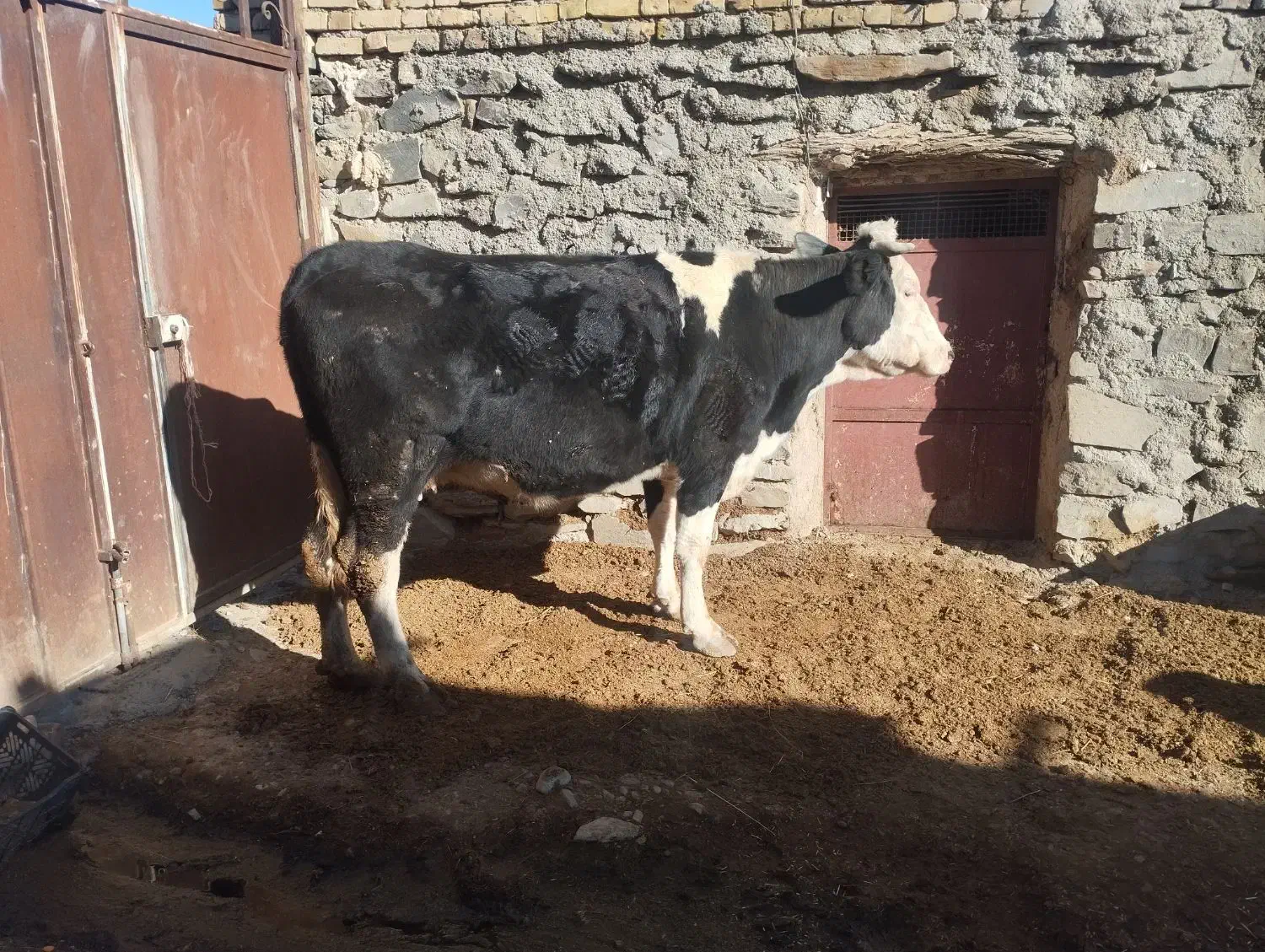 یک عددگاو سیمینتال هشت ماه ابستن شکم دوم|حیوانات مزرعه|رزن, |دیوار