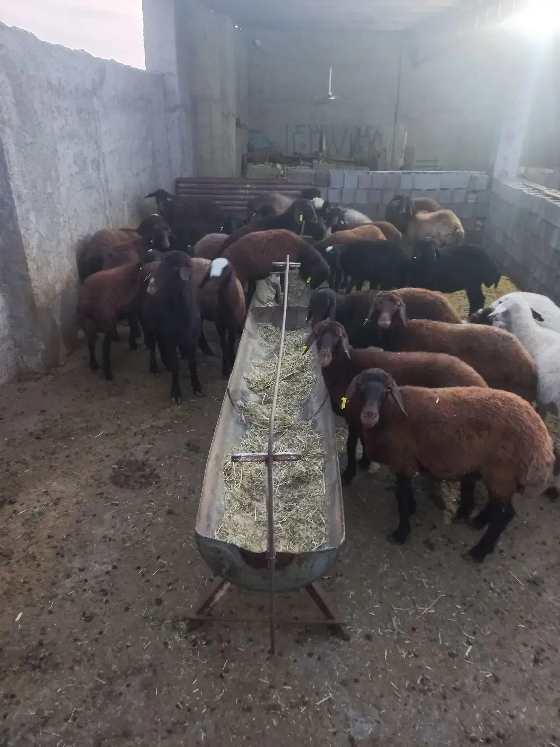 بره ماده افشار وترکی سبک|حیوانات مزرعه|مرودشت, ده بید|دیوار