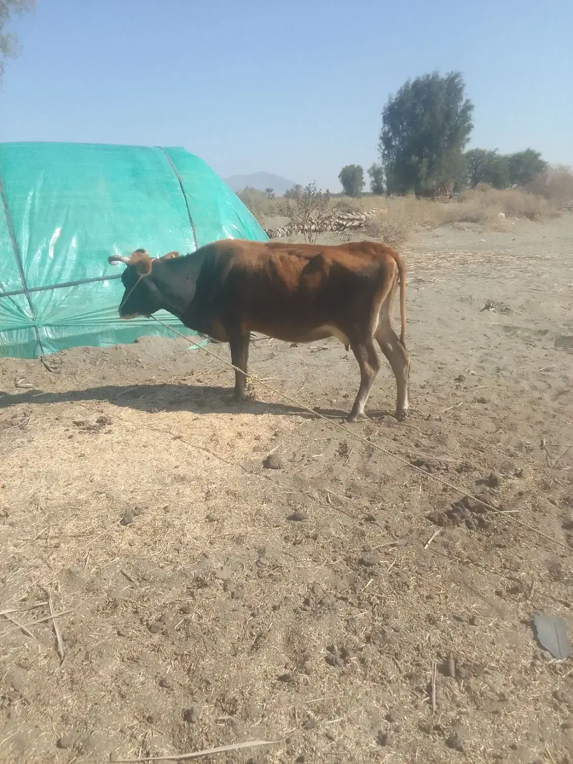 گاو گوساله.|حیوانات مزرعه|چاه مرید, |دیوار