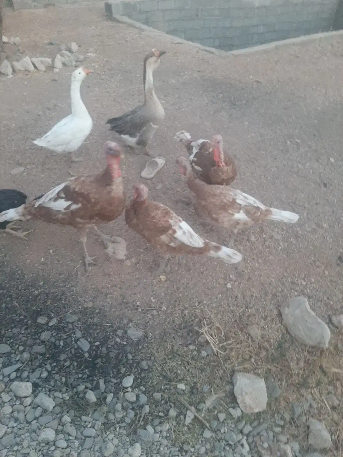 ۴ تا بوقلمون بوربور|حیوانات مزرعه|بیستون, |دیوار