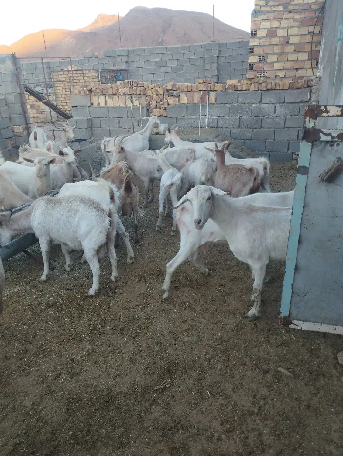 بز سانن|حیوانات مزرعه|قائن, |دیوار