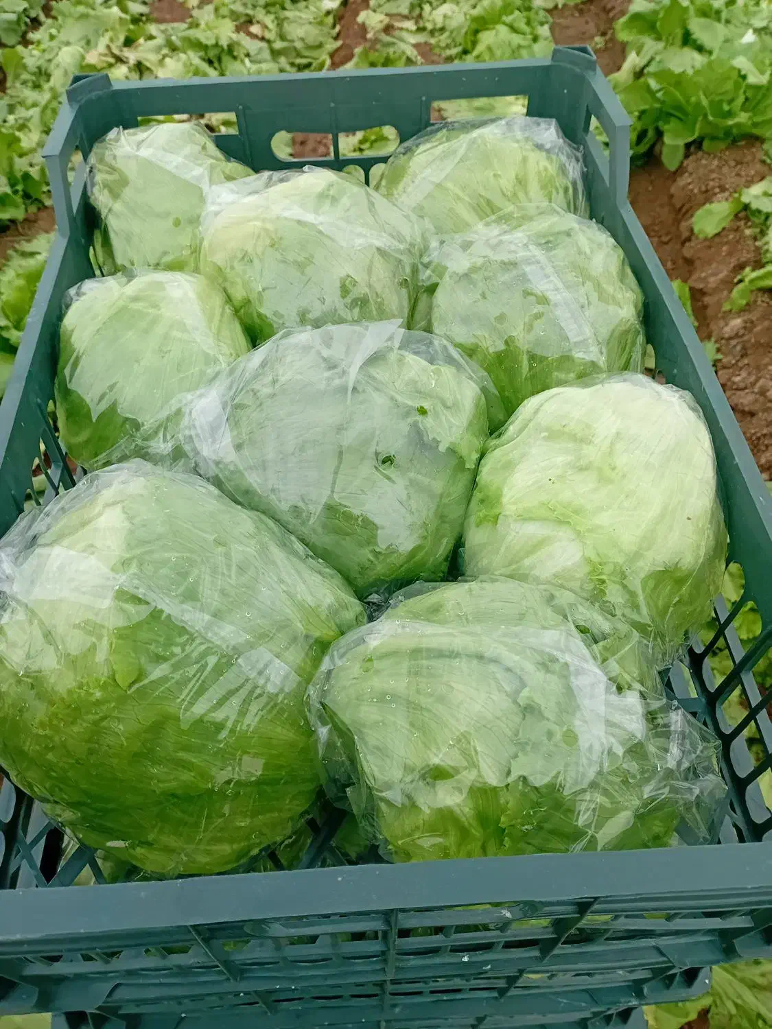 نیازمند کارگر|استخدام صنعتی، فنی، مهندسی|دزفول, |دیوار