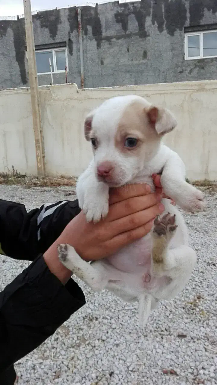 2تاتوله یکی نریکی ماده 2ماهه|سگ|کرمانشاه, |دیوار