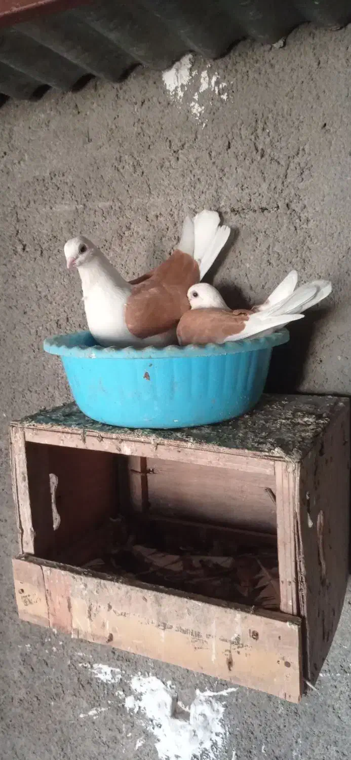 کبوتر تزیینی|پرنده|دیلم, |دیوار